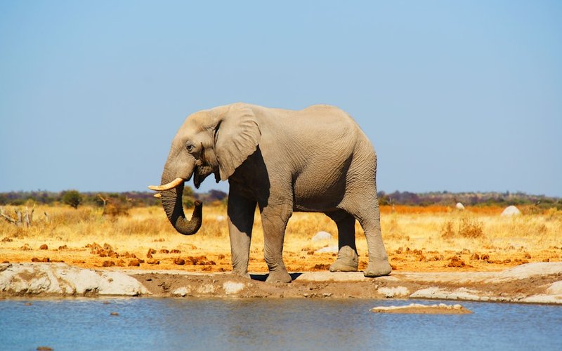 Botswana nightlife guide