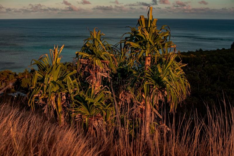 Fiji nightlife guide